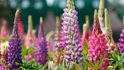 BDSresolve Lupin Mixed Seeds Festival Mix Seed pack of 17 Seed(17 per packet)