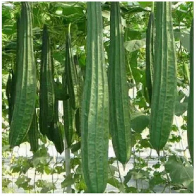 Arshiayat Ridge Gourd Seed(120 per packet)