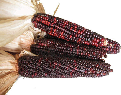 VibeX ® VXI-778 Bloody Butcher Dent Red Corn Seed(500 per packet)