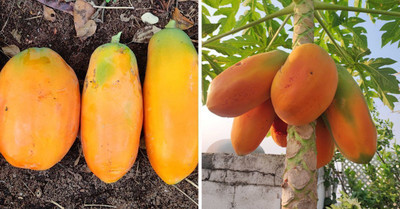 DEYS AGRO ™ red lady 786 papaya seed taiwan f1, best quality papaya seeds hybrid for farming Seed(484 per packet)