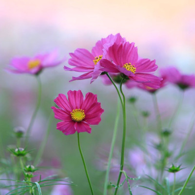 kranthi farms cosmos Seed(30 per packet)