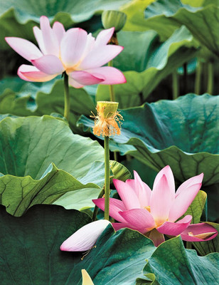 Seedsqlty Different lotus flower seeds garden, high germination (12 seeds) Seed(12 per packet)