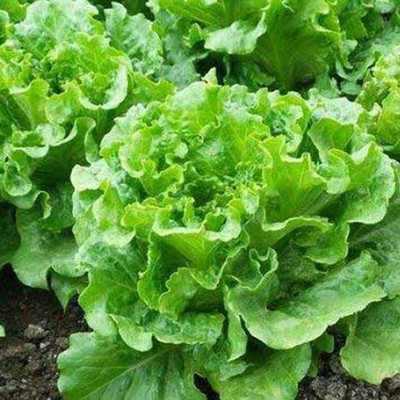 CYBEXIS Organic Romaine Lettuce Seeds2000 Seeds Seed(2000 per packet)