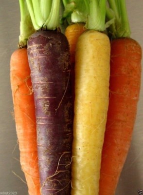 Qualtivate PUA-3A Carrot - 'Rainbow Mix' Seed(300 per packet)