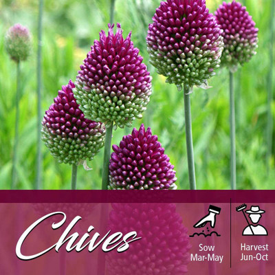 VibeX ® VMR-263 Chive Seeds, Herb, Heirloom Seeds Seed(500 per packet)