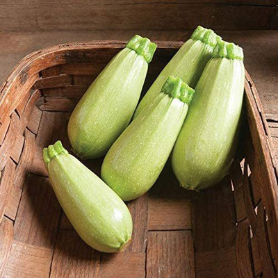 CYBEXIS XLR-23 - Zucchini Mush Bush White Giant - (675 Seeds) Seed(675 per packet)