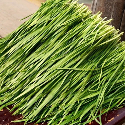 KNESSiN Leek/Chives Seed(1250 per packet)