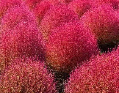CYBEXIS KOCHIA BURNING BUSH SEEDS200 Seeds Seed(200 per packet)
