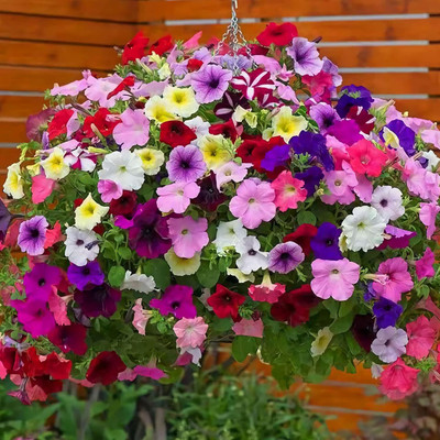 Qualtivate XL-40 Mixed Petunia Seeds Mixed Color Plant Seed(50 per packet)
