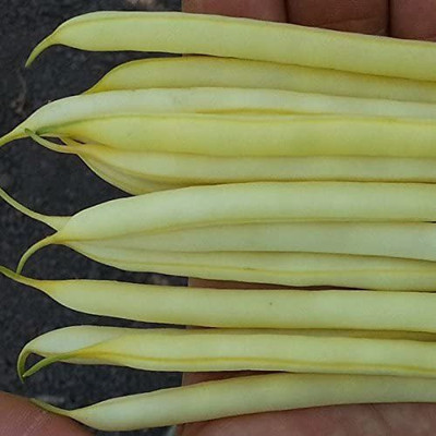 CYBEXIS Dwarf French Bean - Dior -Seeds200 Seeds Seed(200 per packet)