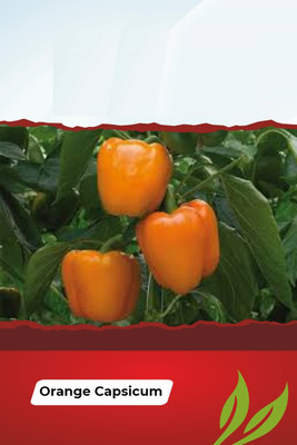 WILLVINE PAU-356 ORANGE CAPSICUM SIMLAMIRCHI SEEDS Seed(200 per packet)