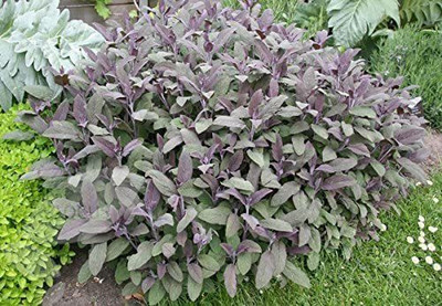 CYBEXIS NDIR-17 - Purple Sage Herb - (450 Seeds) Seed(450 per packet)