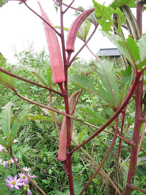 KANAYA Red Ladies Finger, Bhindi-Okra Seed(245 per packet)