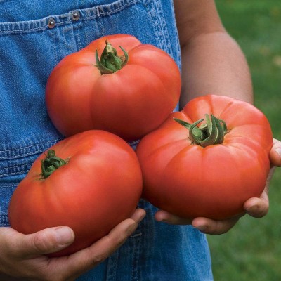 CYBEXIS LXI-5 - Porterhouse' Large Beefsteak Slicing Tomato - (150 Seeds) Seed(150 per packet)