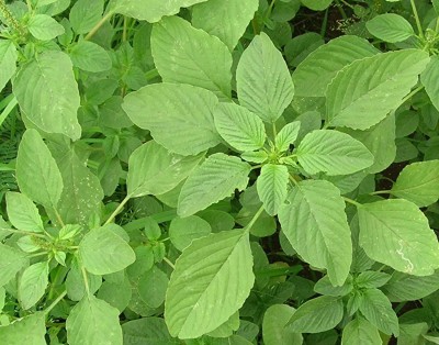 CHILLATAI Arai Keerai | Koyagura Seeds | Seed(1000 per packet)