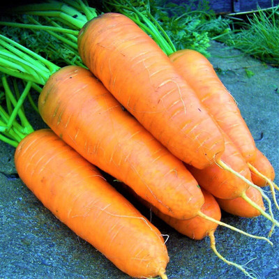 WILLVINE Carrot Seeds 'Katrin'-[2000 Seeds] Seed(2000 per packet)