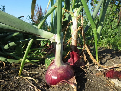 WATIKA Red Onion Organic Seed(1000 per packet)