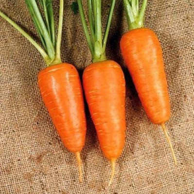 CYBEXIS KGF -20 - Carrot Chantenay Royal Red - (2250 Seeds) Seed(2250 per packet)