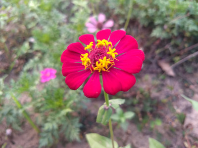 MAYAPLANTS zinnia flower seed Seed(30 per packet)