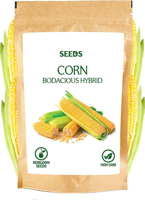 WILLVINE VNR -V Hybrid Partap Kanchan Corn -[100g] Seed(400 per packet)