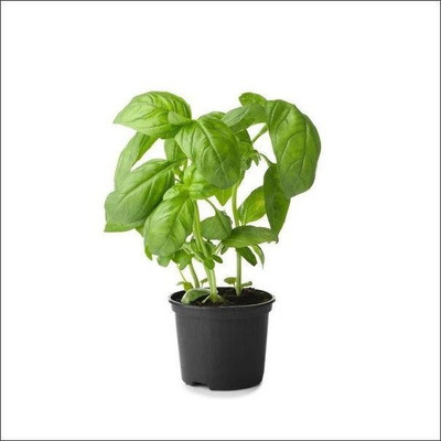 XEFRA Italian Basil Plant Seed(70 per packet)