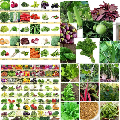 ibains All time vegetable seeds biij 217 Seed(201 per packet)