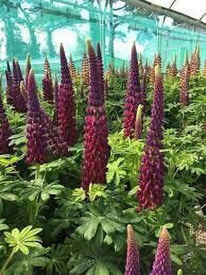 Aywal Lupin Pixie Dwarft Mixed Flower Seed(2 g)