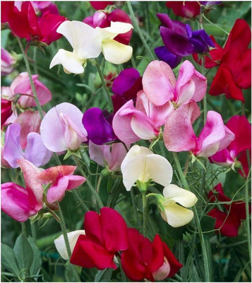 Qualtivate HUA-181 Fragrant Sweet Peas Seeds Seed(50 per packet)