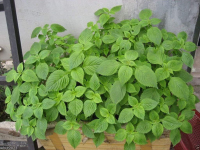 CYBEXIS VVI-4 - Vietnamese Lemon Mint - (1350 Seeds) Seed(1350 per packet)