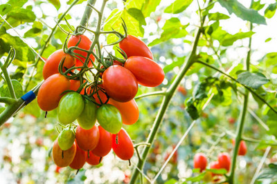 Natureplaneet tomato Seed(145 per packet)