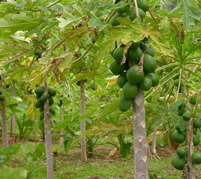Seedsqlty Desi papaya seeds Seed(600 per packet)