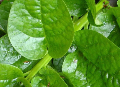 Qualtivate HUA-3A Mixed Malabar Spinach Seeds Seed(50 per packet)