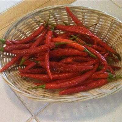 Qualtivate EXL-4AT Kung Pao Pepper Chilli Seed(300 per packet)