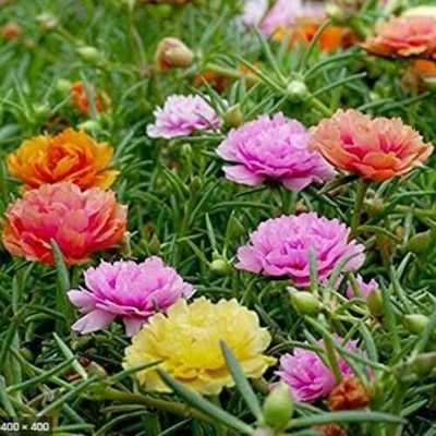 CRGO PORTULACA Seed(100 per packet)
