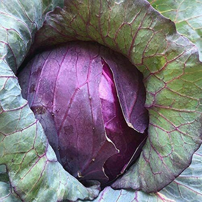 MYLAWN Cabbage Red Acre Giant Seed(100 per packet)