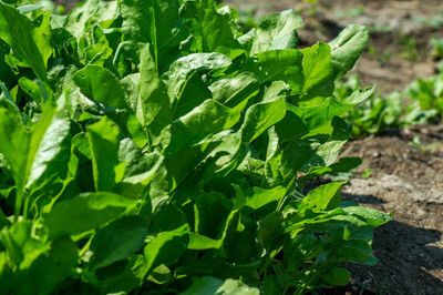 AFARTIOBINA 104 PCS SPINACH SEEDS-A02 Seed(104 per packet)
