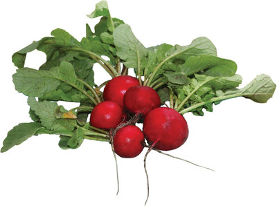 Qualtivate PUAS-9A Early Scarlet Globe Radish Seeds Seed(300 per packet)