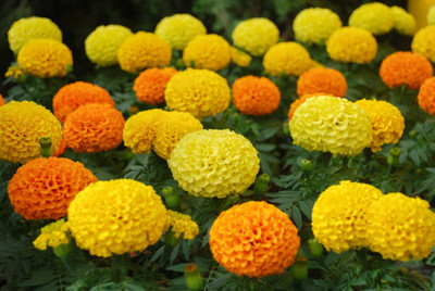 ME Traders marigold/gende ka phool flower seeds Seed(50 per packet)