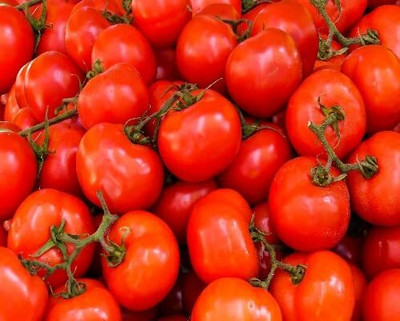 DIVINE TOMATO , TAMATAR Seed(125 per packet)