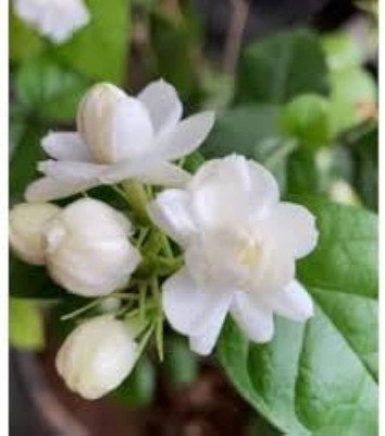 ibains Jasmine flower seeds Seed(20 per packet)