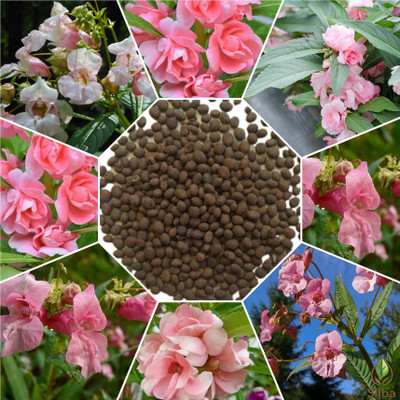 Silba Dopati Seeds, Balsam Seeds, Dopati Bij, Balsam Flower Seeds Seed(144 per packet)