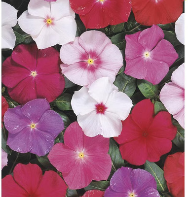Quentova Vinca Flower Seeds – Mixed-PUAS-22T Seed(75 per packet)