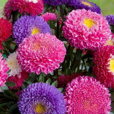 Mozette Hybrid Aster Seed(70 per packet)