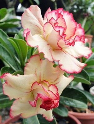 CRGO ADENIUM Seed(100 per packet)