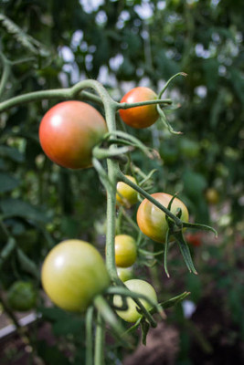Jasoos tomato Seed(140 per packet)