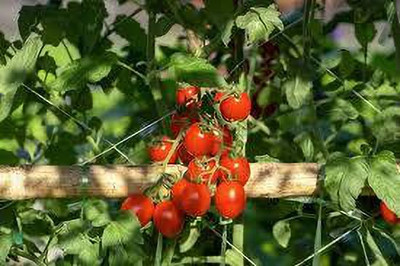 XOLDAA kashmiri hybrid tomato seeds Seed(75 per packet)