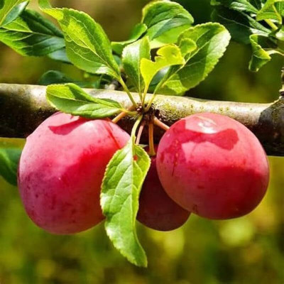 Aywal Allo Bukhara Fruit Seed(1 per packet)