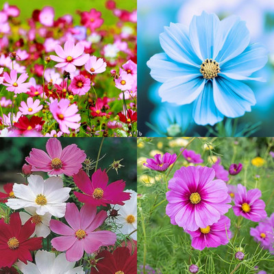 ibains Cosmos seeds 11 Seed(11 per packet)