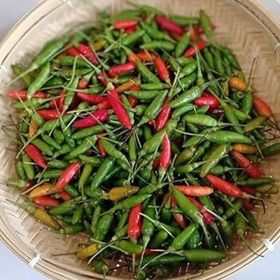 BJUBAS Red chilli seeds hybrid pack of 54 Seed(54 per packet)