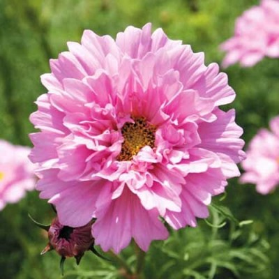 Quentova Cosmos 'Rose Bon Bon'-5L-CTU Seed(100 per packet)